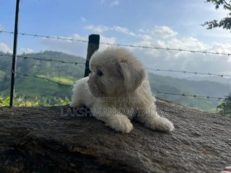 Shih Tzu Puppies