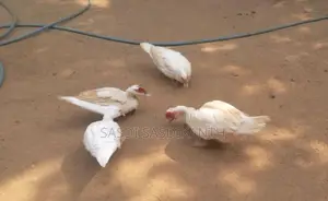 manila ducks