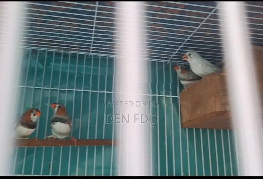 finches