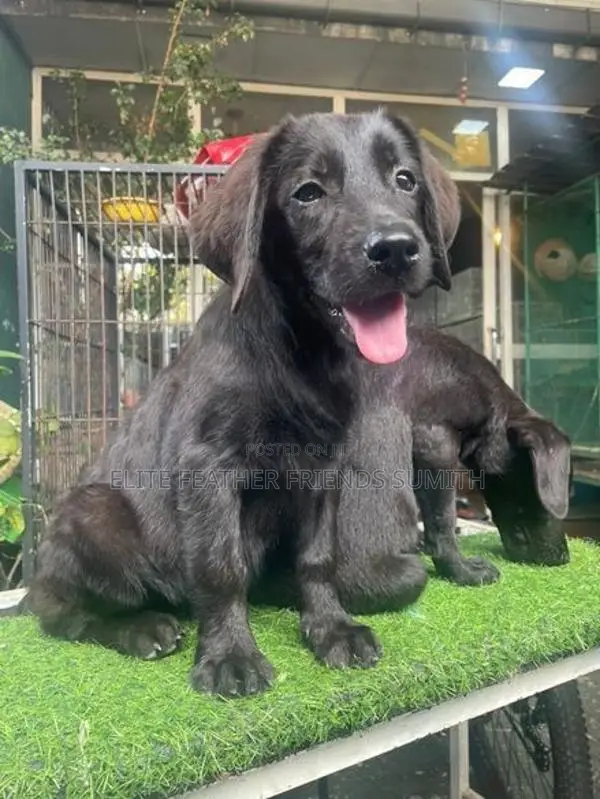 Black Labrador Retriever Puppies