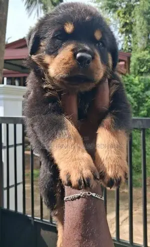 Rottweiler female puppy