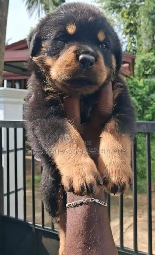 Rottweiler female puppy