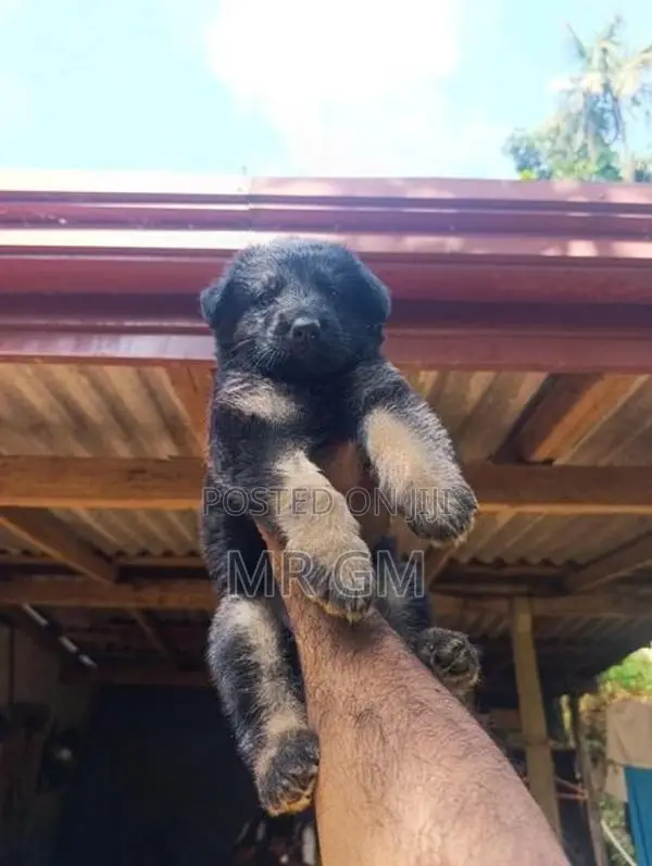 german shepherd longcoat lion
