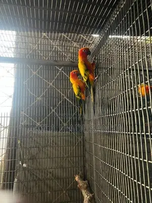Sun Conure