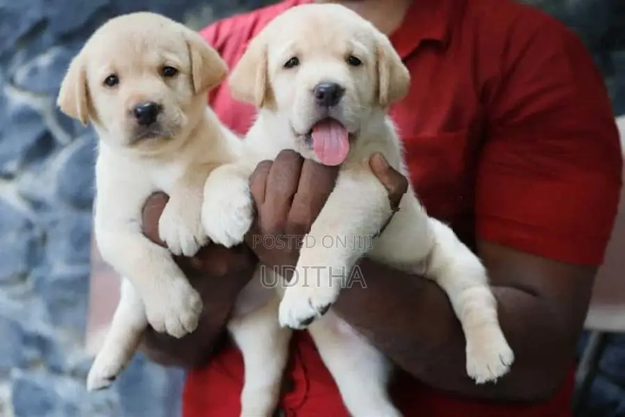 Labrador Retriever Puppies
