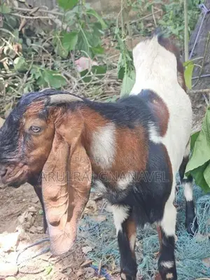 Goats