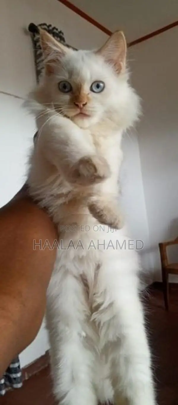 Pure Persian Kittens – Healthy with Fluffy
