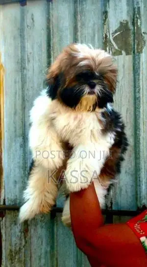 Shih Tzu Puppy