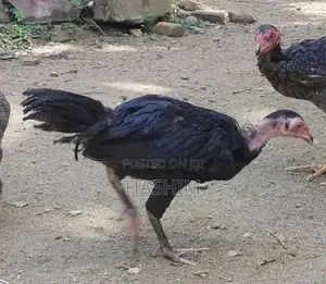 Vaduha chicks