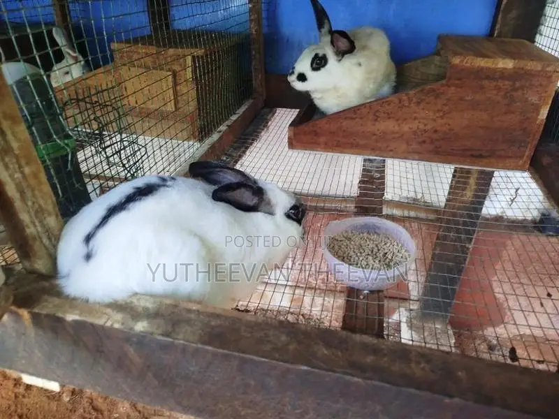 Rabbit Port