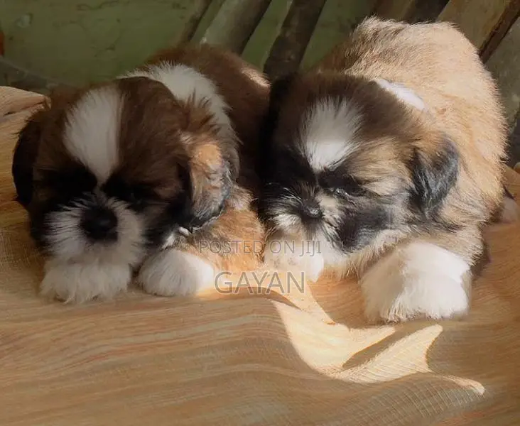 Shih Tzu Puppy