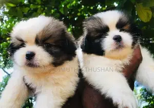 Shih Tzu Puppies