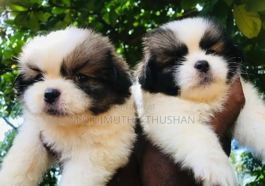 Shih Tzu Puppies