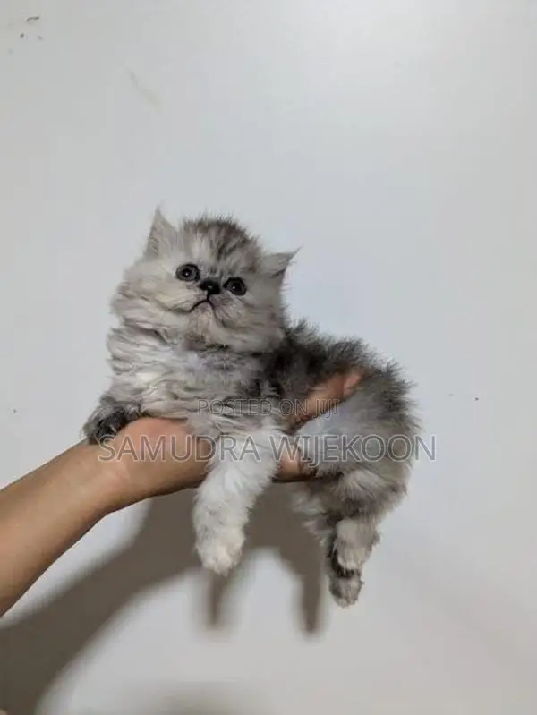 Persian Kittens