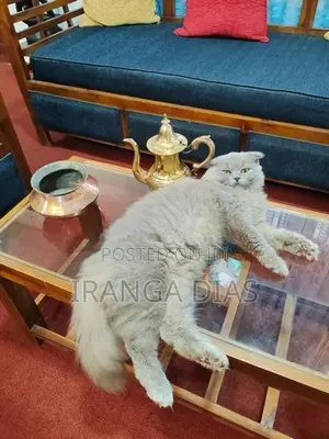 British longhair cat