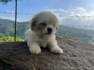 Shih Tzu Puppies