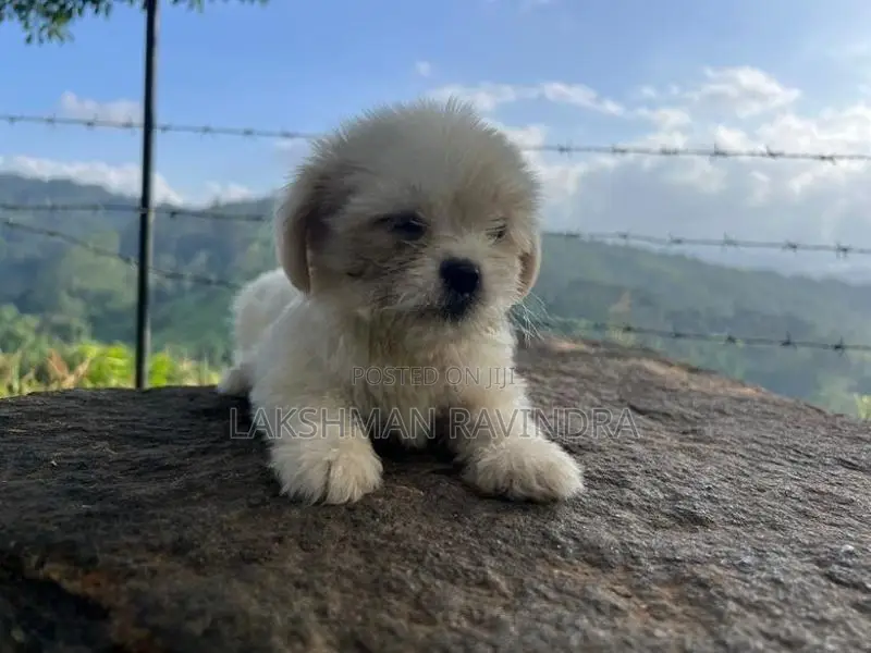 Shih Tzu Puppies