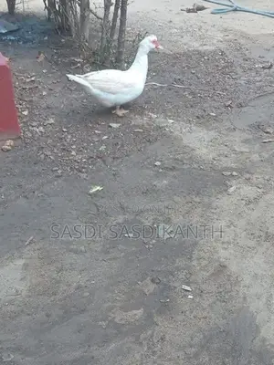 manila ducks