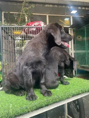 Black Labrador Retriever Puppies