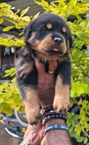 Rottweiler female puppy