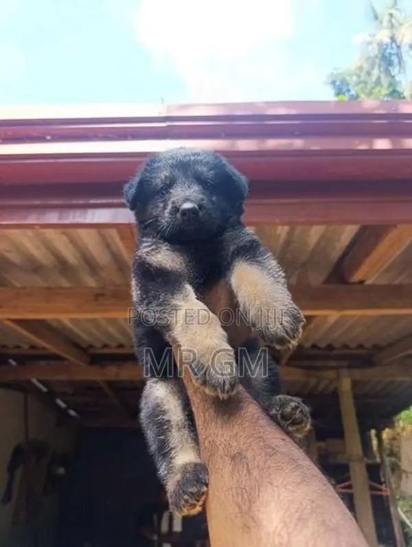 german shepherd longcoat lion
