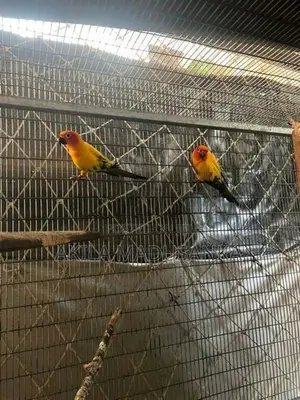 Sun Conure