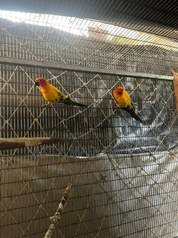 Sun Conure