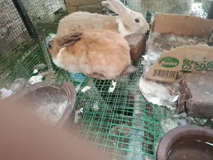 Salle of Big Rabbit