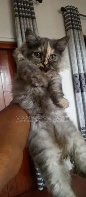 Pure Persian Kittens – Healthy with Fluffy