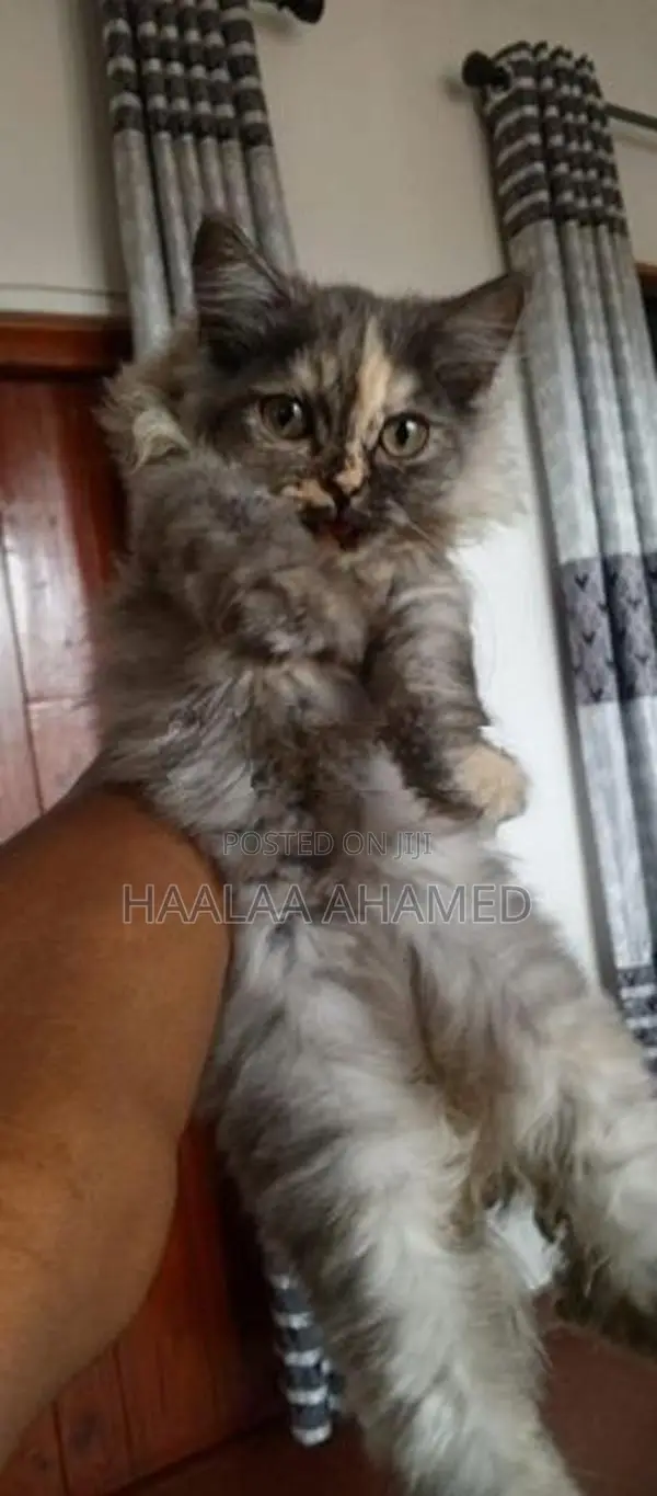 Pure Persian Kittens – Healthy with Fluffy