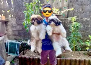 Shih Tzu Puppy