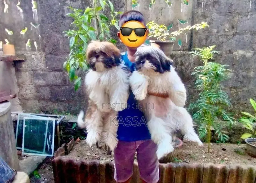 Shih Tzu Puppy