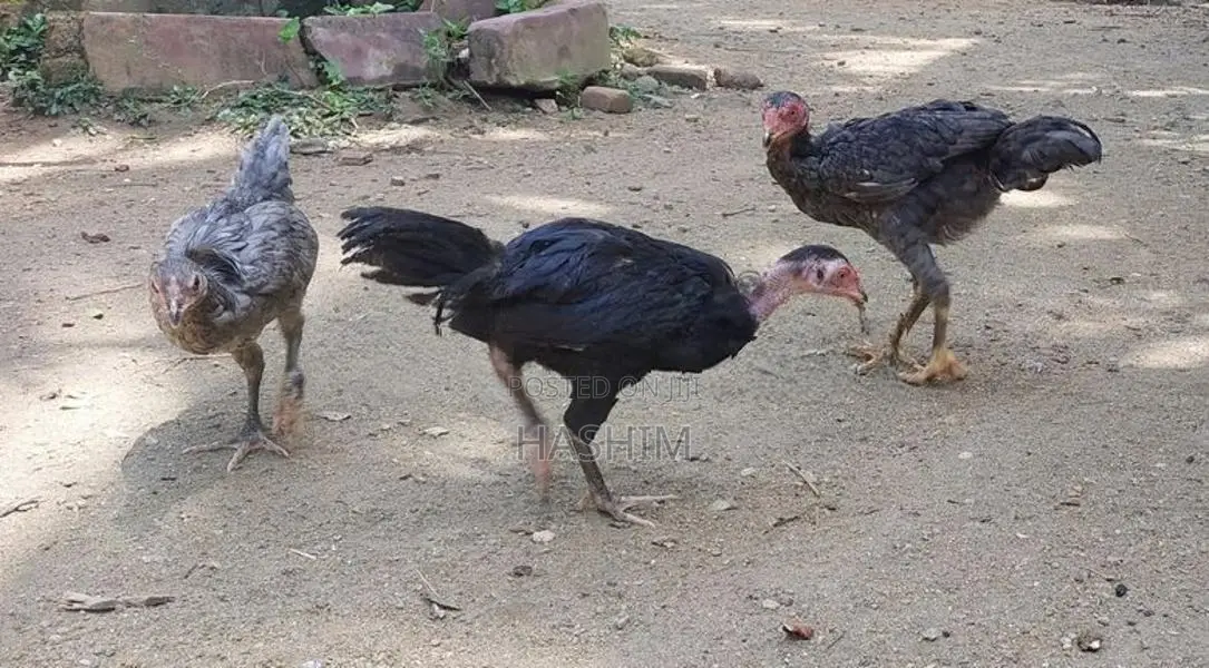 Vaduha chicks