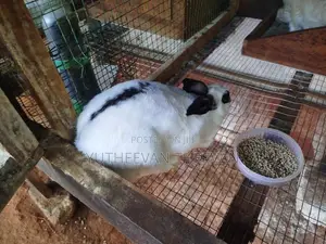 Rabbit Port