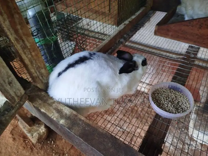 Rabbit Port