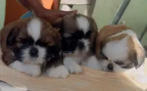 Shih Tzu Puppy