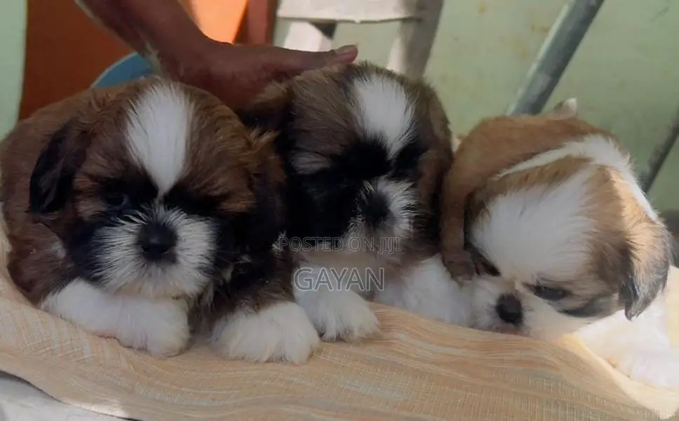 Shih Tzu Puppy