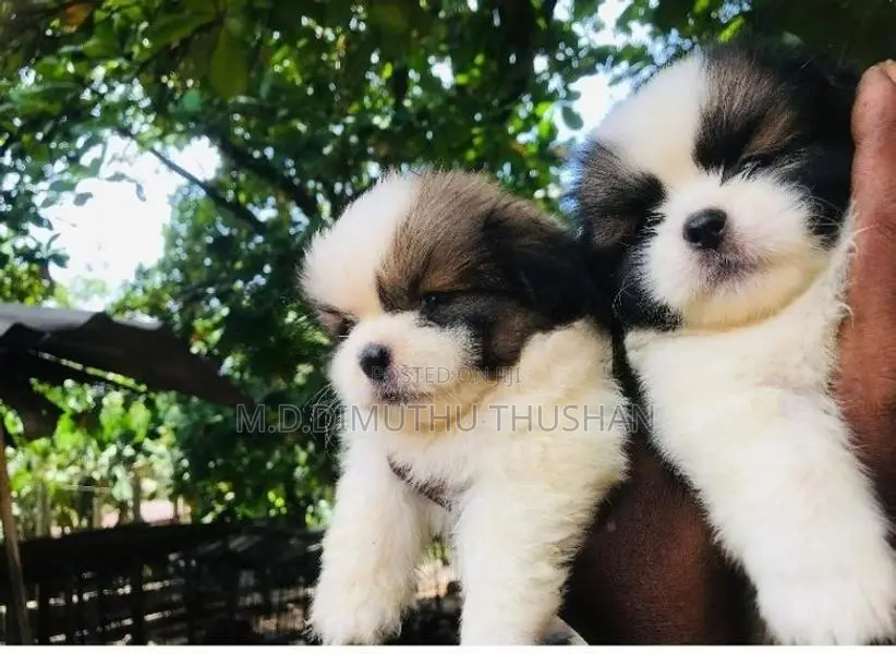Shih Tzu Puppies