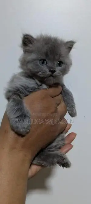 Persian Kittens