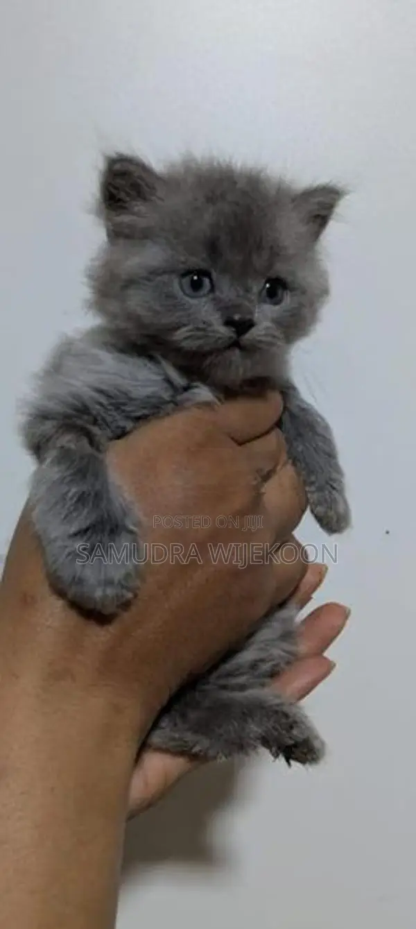Persian Kittens