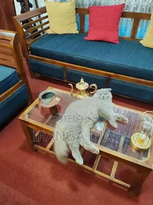 British longhair cat