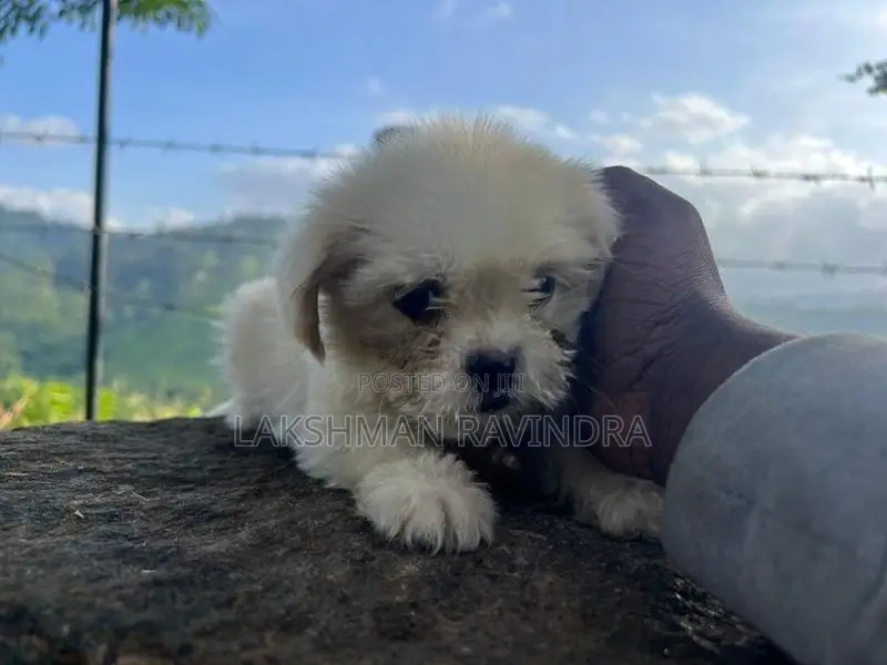 Shih Tzu Puppies