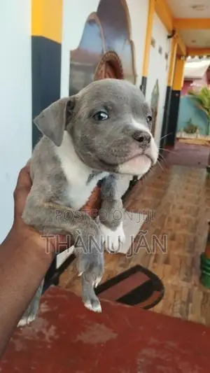 puppys sale