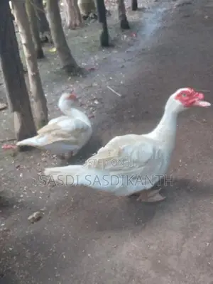 manila ducks