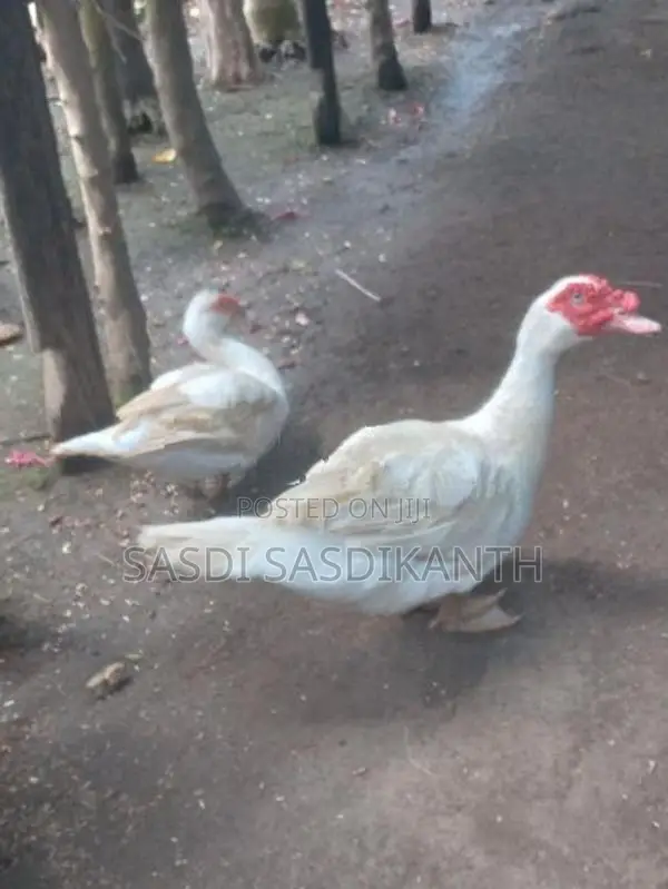 manila ducks