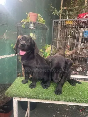 Black Labrador Retriever Puppies
