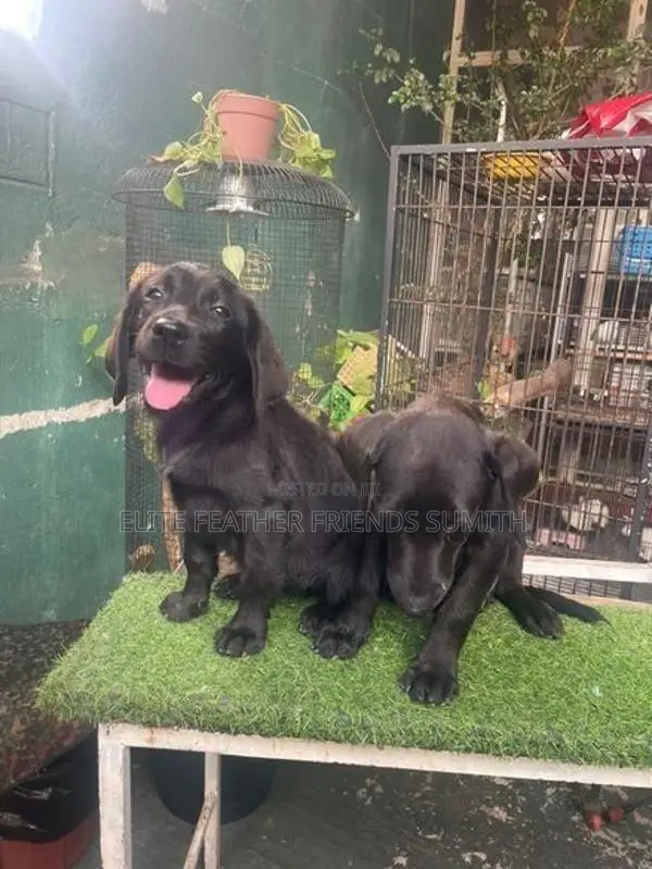 Black Labrador Retriever Puppies