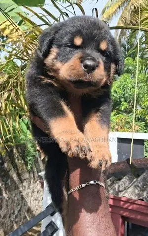 Rottweiler female puppy