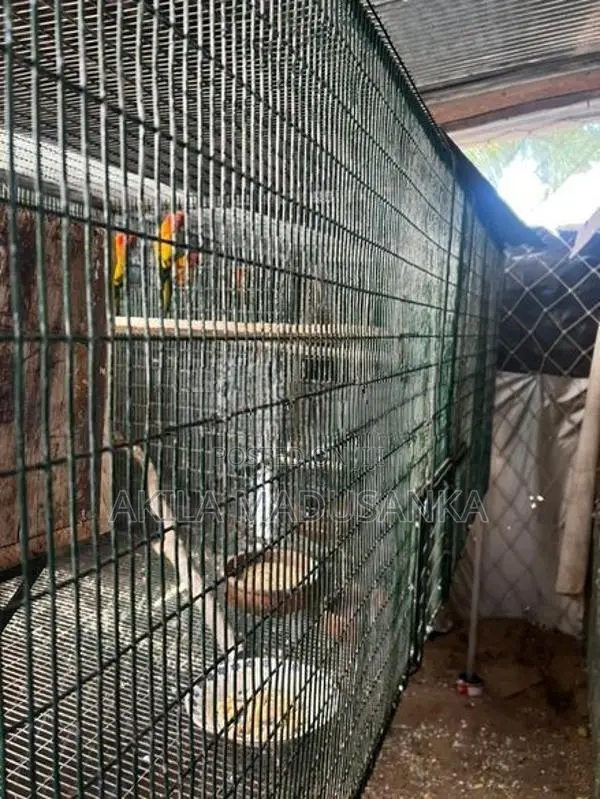 Sun Conure