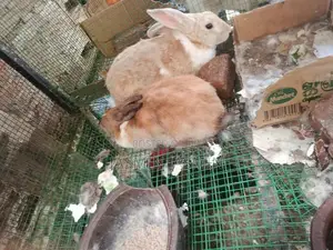 Salle of Big Rabbit
